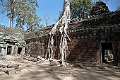 Ta Prohm temple - silk-cotton trees rising over the ruins